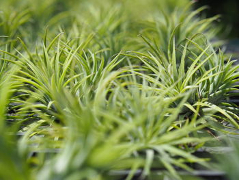 Close-up of grass growing in field