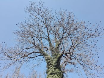 Low angle view of bare tree against clear blue sky