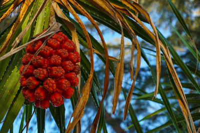 Low angle view of fruits on tree