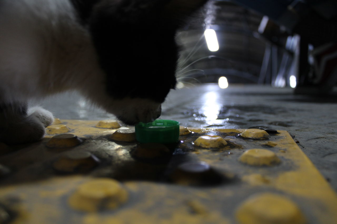 CLOSE-UP OF CAT ON FLOOR AT ILLUMINATED NIGHTCLUB