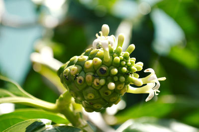 Close-up of plant