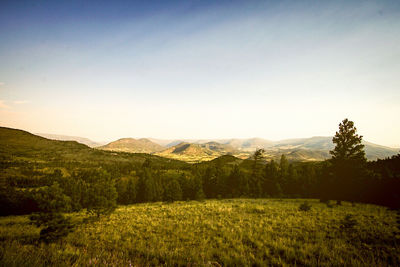 Scenic view of field against clear sky