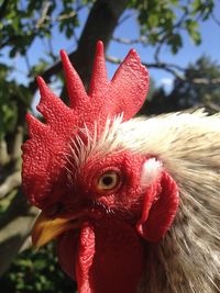 Close-up of rooster