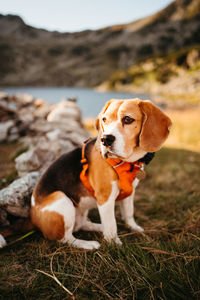 Close-up of dog on field