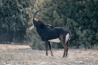 Deer standing on field