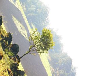 Tree against sky