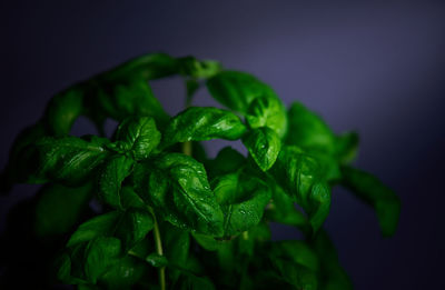 Close-up of fresh green leaves against black background