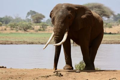 Elephant standing by tree against sky