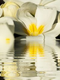 Close-up of yellow flower in water