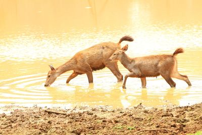 Side view of a dog running in water