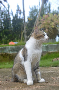 A adult cat sit at the park