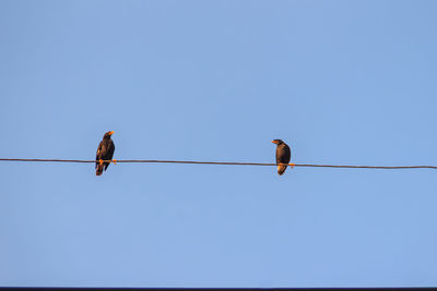 Low angle view of bird perching on cable against clear sky