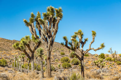 Low angle view of trees on desert against blue sky