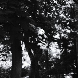 Low angle view of tree against sky