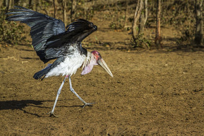 Side view of a bird flying