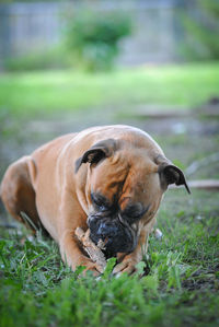 Boxer dog playing with stick on field