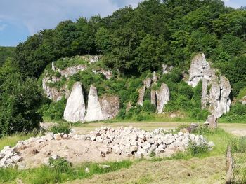 Trees growing on rock against sky