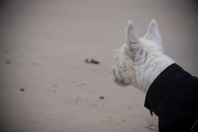  dog on beach