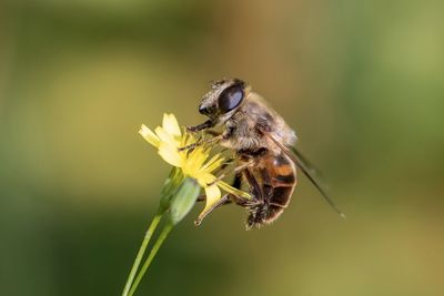 Close-up of bee pollinating on flower