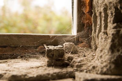 Close-up of window