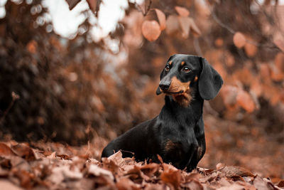 Close-up of dog during autumn