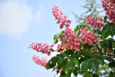 Low angle view of pink cherry blossoms in spring