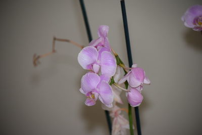 Close-up of pink flowers blooming outdoors