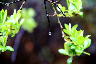 Close-up of leaves