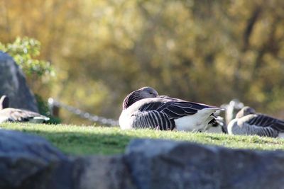 Close-up of bird flying