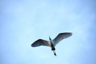 Low angle view of seagull flying in sky