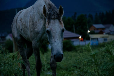 Grey horse in the night
