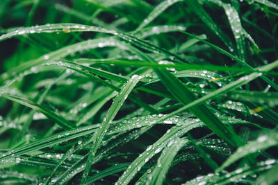 Close-up of water drops on grass