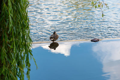 Ducks swimming in lake