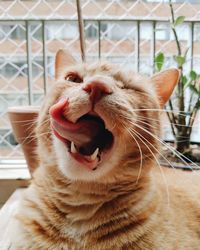 Close-up of cat yawning