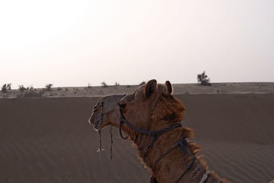 Panoramic view of a desert