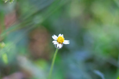 Close-up of white flowering plant