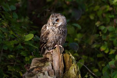 Close-up of owl perching on tree