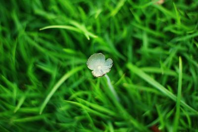 Close-up of insect on grass