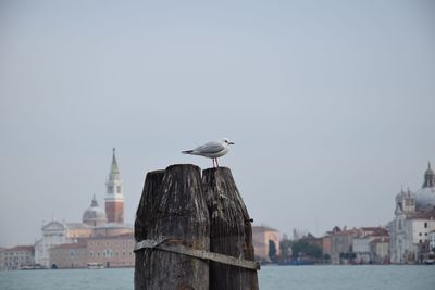 Seagull perching on wooden post against sky