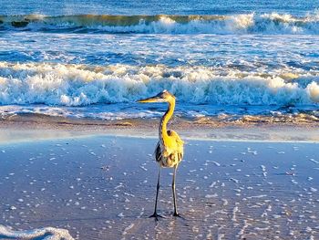 View of bird on beach