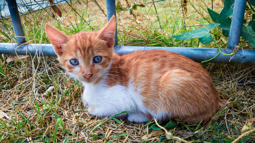 Portrait of ginger cat lying on grass