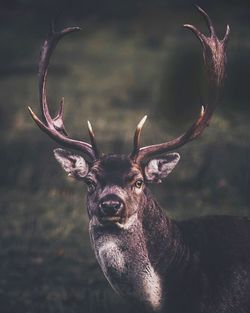 Portrait of deer standing on field