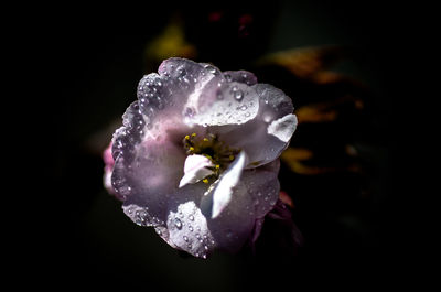 Close-up of raindrops on purple rose