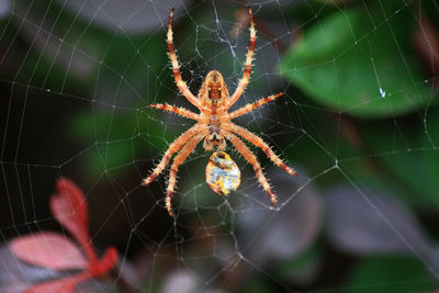 Close-up of spider with prey on web