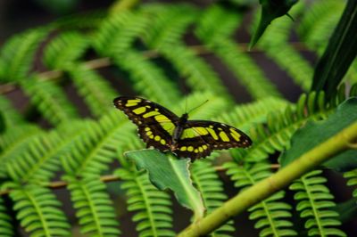 Close-up of insect on plant