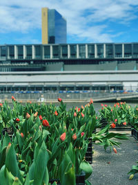Flowering plants by buildings in city against sky