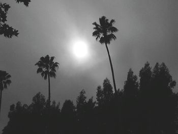 Low angle view of palm trees against sky