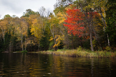 Scenic view of lake in forest during autumn