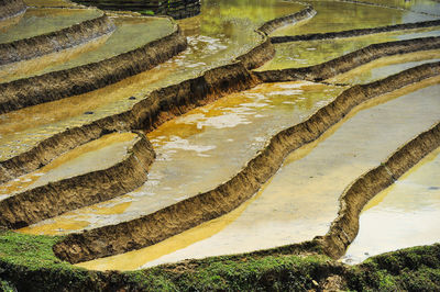 High angle view of moss growing on land