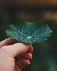 Close-up of hand holding leaf